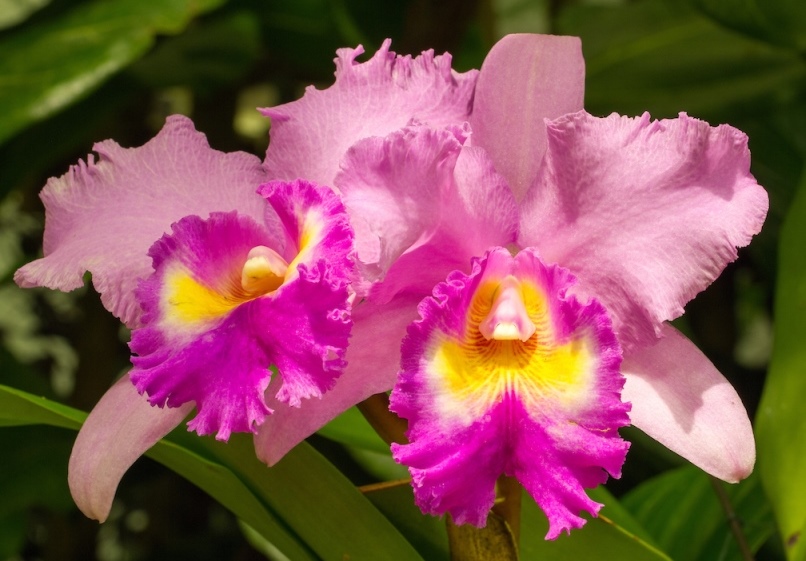 Orchid - Cattleya Drumbeat Triumph